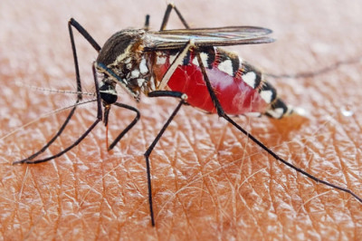 Drug Turns Human Blood Into a Mosquito Killer